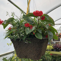 Shade Hanging Baskets