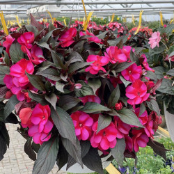 Shade Hanging Baskets