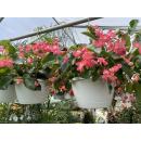 Shade Hanging Baskets