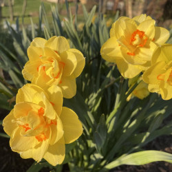 Spring Flowering Bulbs