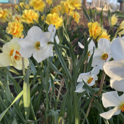 Spring Flowering Bulbs