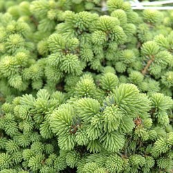 Spruce \'Little Gem\'