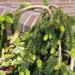 Spruce Norway \'Weeping Pendula\'