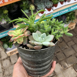 Succulent Collection