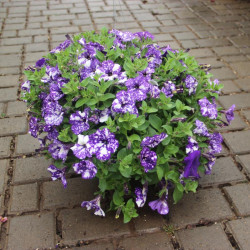 Sun Hanging Baskets