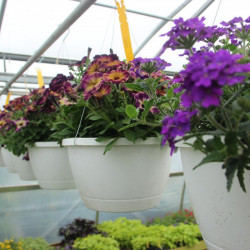 Sun Hanging Baskets