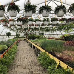 Sun Hanging Baskets