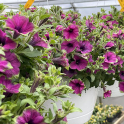 Sun Hanging Baskets