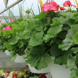 Sun Hanging Baskets