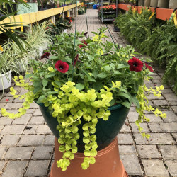 Sun Hanging Baskets