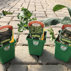 Vegetables