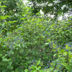 Viburnum \'Blue Muffin\'