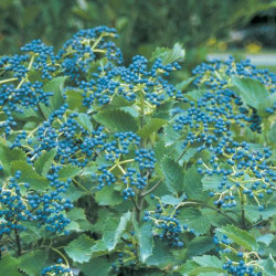 Viburnum \'Blue Muffin\'