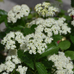 Viburnum \'Blue Muffin\'