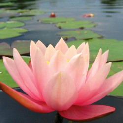 Water Lily