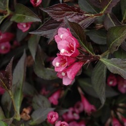 Weigela \'Spilled Wine\'