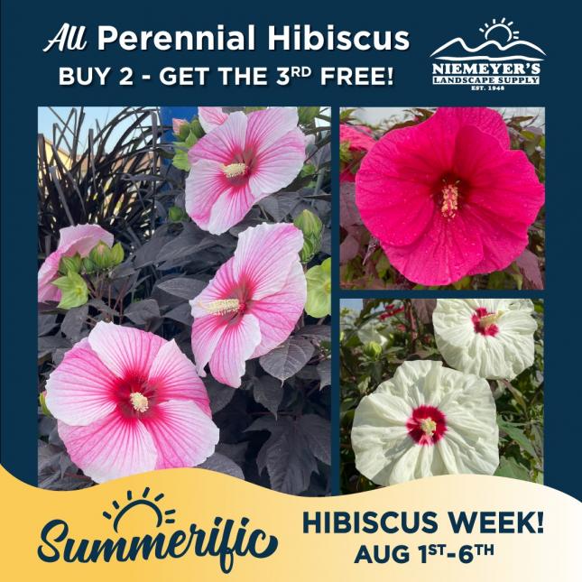 Summerific Hibiscus Week